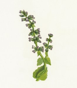 Salvia inglesa silvestre, Salvia Verbenaca de English School